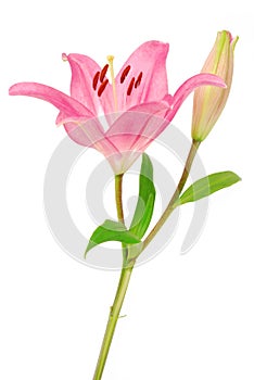 Lilly flower isolated on white