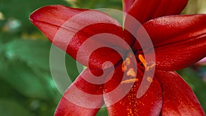 Lilly flower. Lily flower close up on green background. Greeting card with lily flower