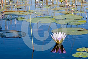 Lilly Flower in the Reeds