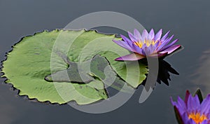 Lilly pad