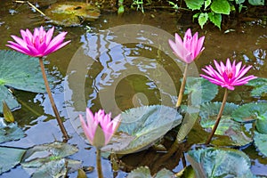 Lilly pad (Nymphaea nouchali