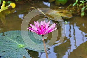 Lilly pad (Nymphaea nouchali