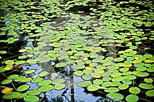 Water Lilly Pad Pond