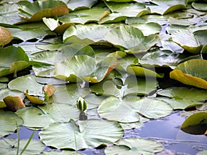 Lilly Pads