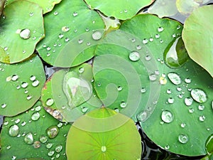 Lilly Pads Glistening With Water photo