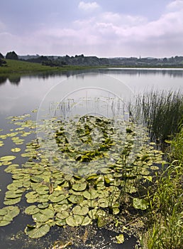 Lilly pads on a lake