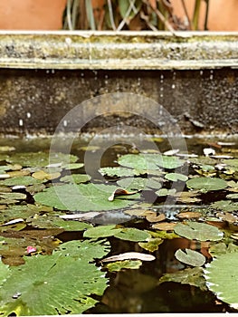 Lilly pads lying on a pool in Merida, Mexico - MEXICO photo