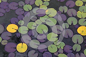 Lilly pads on a pond