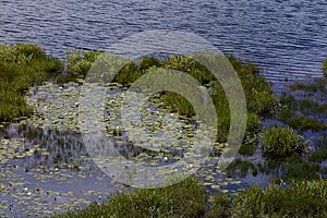 Lilly Pads at the River