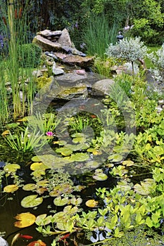 Lilly pads, water plants, reeds and succulents growing in a koi fish japanese pond in a home backyard. View of a