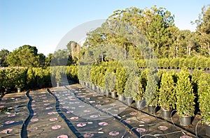 Lilly pilly nursery photo