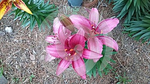 Lilly, pink