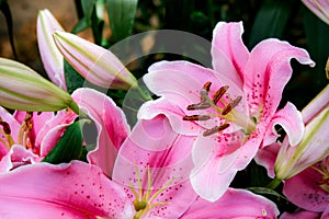 Lilly pink flowers in the garden romatic flowers colorful , pollen flower