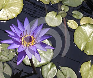 Lilly pond