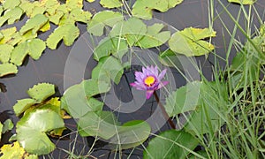 lilly Pond