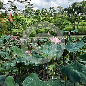 Lilly pond