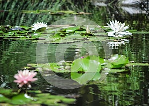 By the Lilly Pond