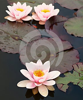 Lilly pond flower