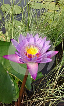 lilly pond flower fresh nature