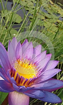 Lilly pond macro flower