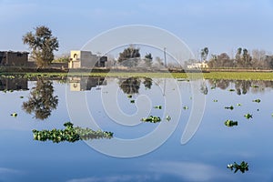 Lilly Pond Pakistan