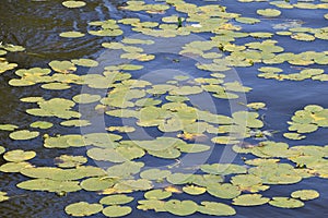 Lilly pond in a still river.