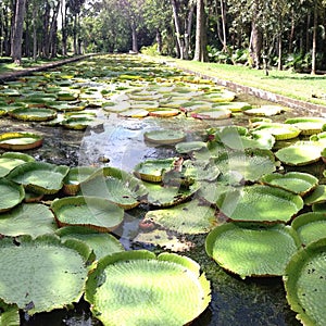 Lilly pond