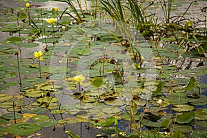 A lilly pond with yellow flowers photo