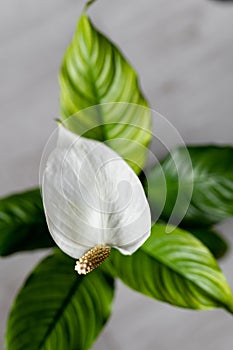 lilly spathiphyllum flower