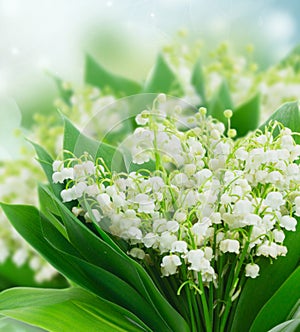 Lilly of valley