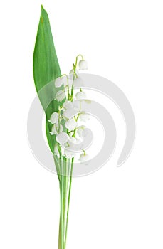 Lilly of the valley