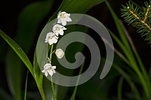 Lilly of the valley blosome under the forest canopy.