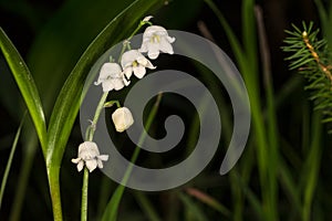 Lilly of the valley blosome under the forest canopy.