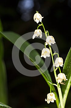 Lilly of the valley blosome under the forest canopy.