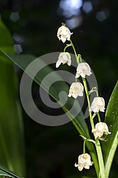 Lilly of the valley blosome under the forest canopy.