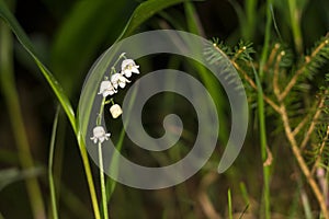 Lilly of the valley blosome under the forest canopy.