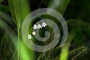 Lilly of the valley blosome under the forest canopy.