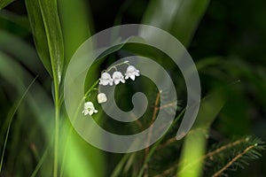 Lilly of the valley blosome under the forest canopy.