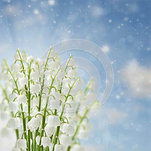 Lilly of the valley flowers photo