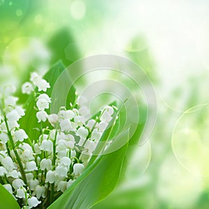 Lilly of the valley flowers close up photo
