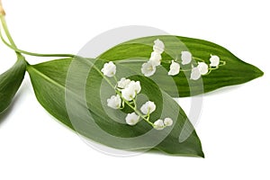 Lilly of the valley flowers and leaves  isolated