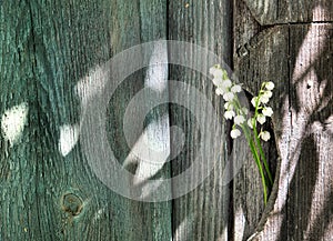 Lilly of the valley flowers on wooden background. PLace for text