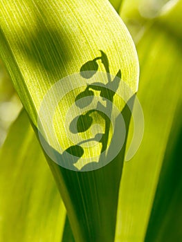 Lilly of the valley in the forest
