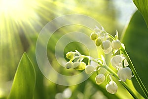 Lilly of the valley in the forest