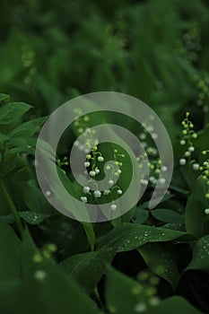 Lilly of the valley in the forest