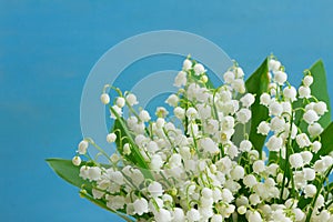 Lilly of the valley