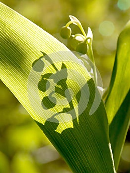 Lilly of the valley in sping forest