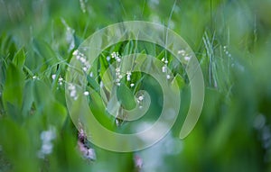 Lilly of the valley