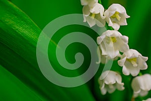 Lilly of Valley. White flowers