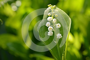 Lilly of the valley, white spring flower